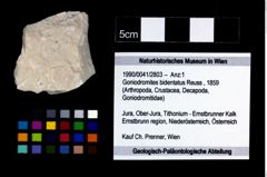Foto (Objekt + Etikett) von Goniodromites bidentatus (Reuss, 1859)  (NHMW-GEO-1990-0041-2803)